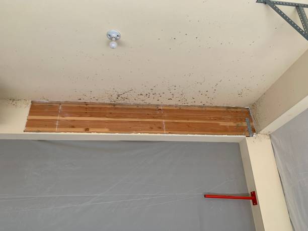 Professional Mold Inspection, Removal & Remediation in Forestdale, AL